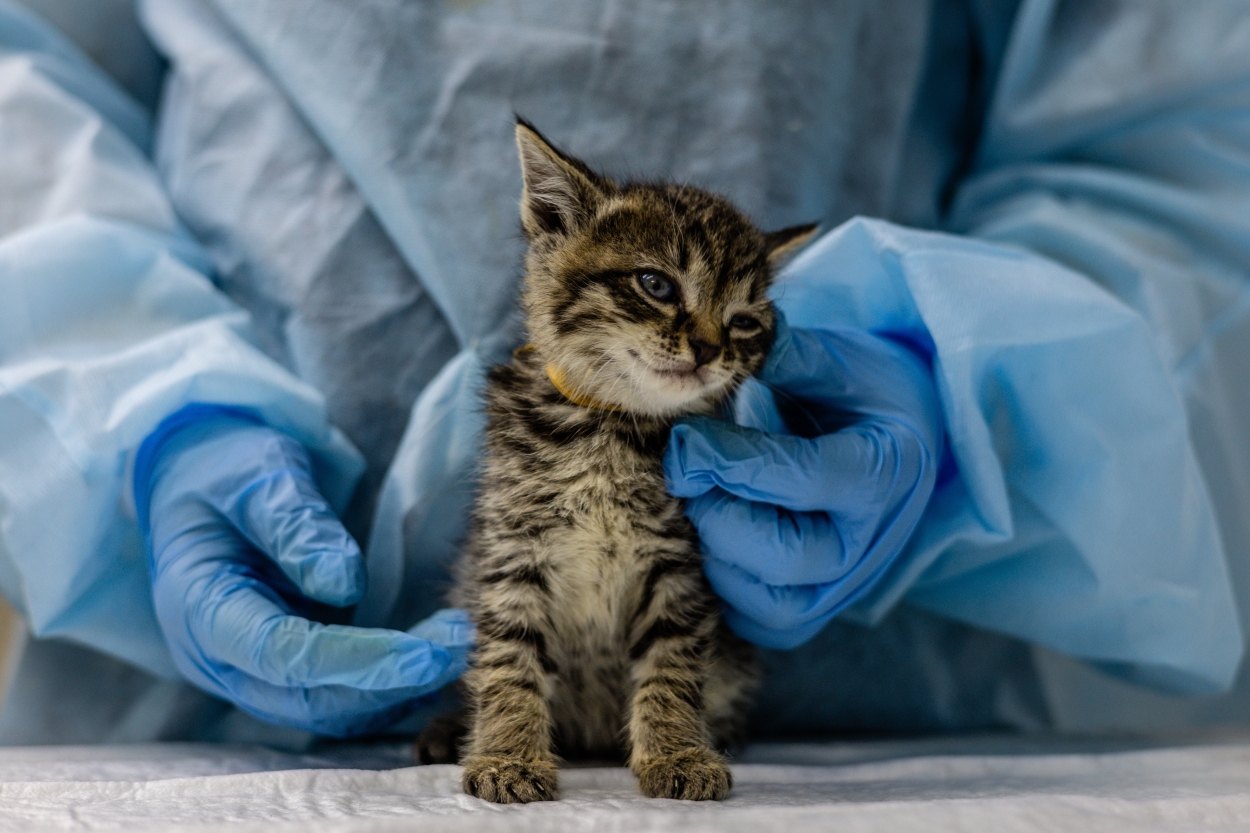 pif-gatos-tratamento-diagnostico pif-gatos-tratamento-diagnostico