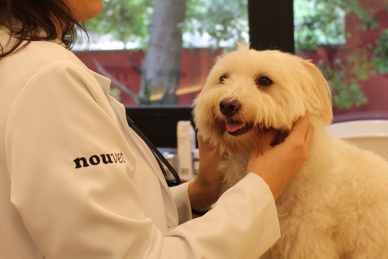 medicina-veterinaria-de-excelencia 