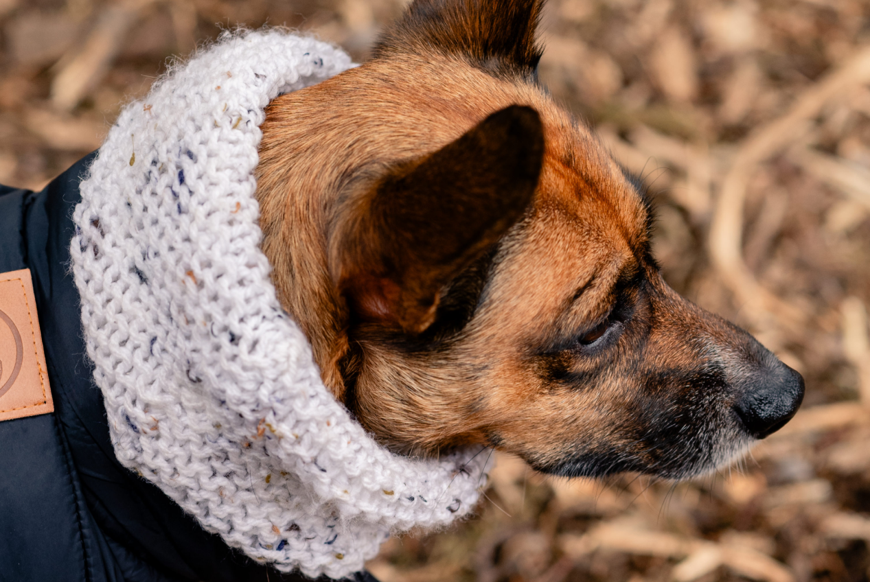 cuidados-com-o-pet-no-calor 