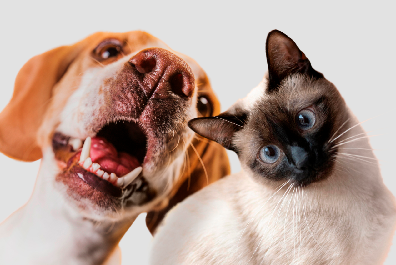 visao-cao-gato-cores visao-cao-gato-cores