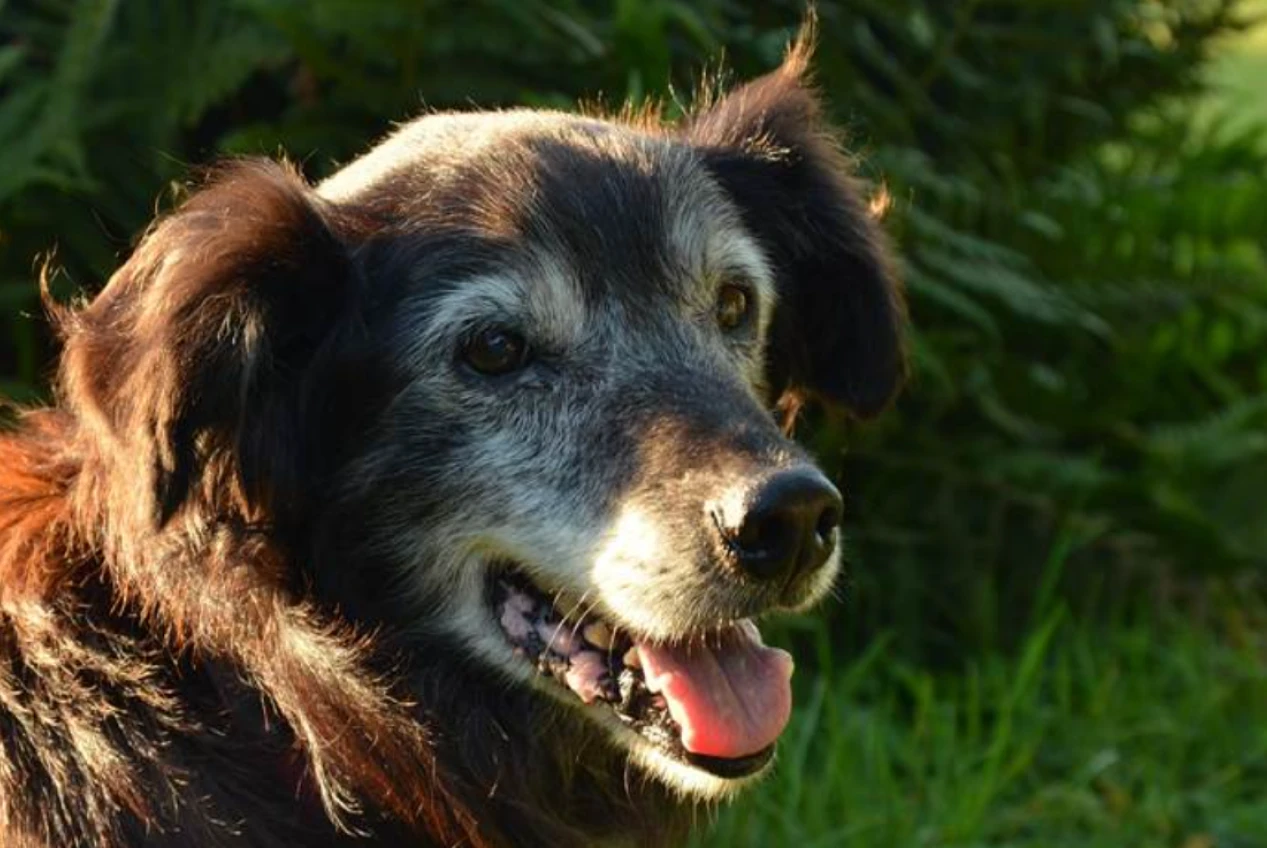 pet-idoso-cuidados-longevidade